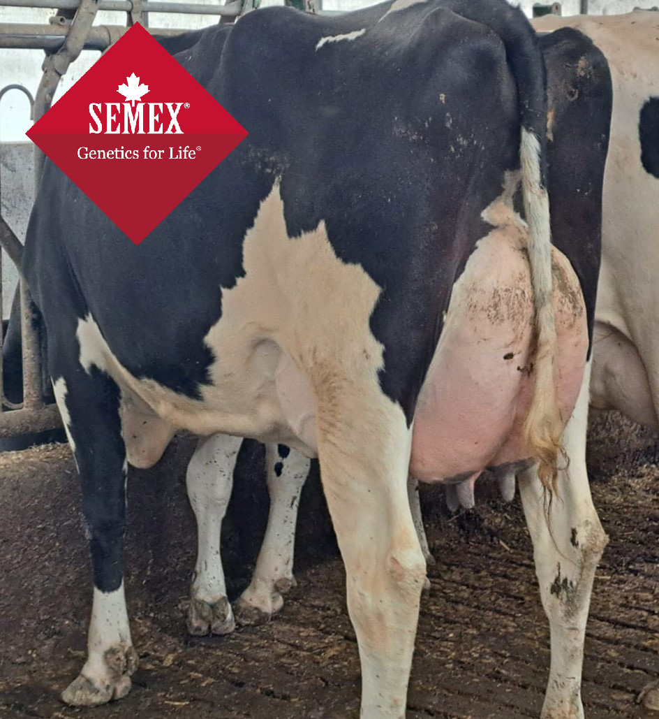 Olinda Lighthouse, EX 90 ( EX91 uier) 4jr. Lighthouse x Shocker x Lauthority. L3: 305d, 11902, 4,01%V, 3,46%E