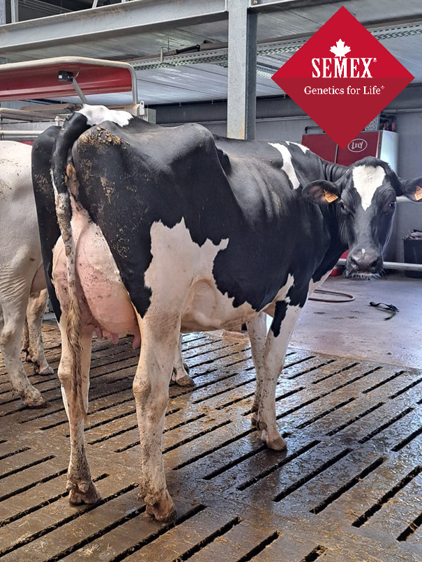 Pinte Syrah, VG 89 2jr. Syrah x Endure x Shadow 1.11: 305 d, 11131, 4,07%v, 3,42%E
