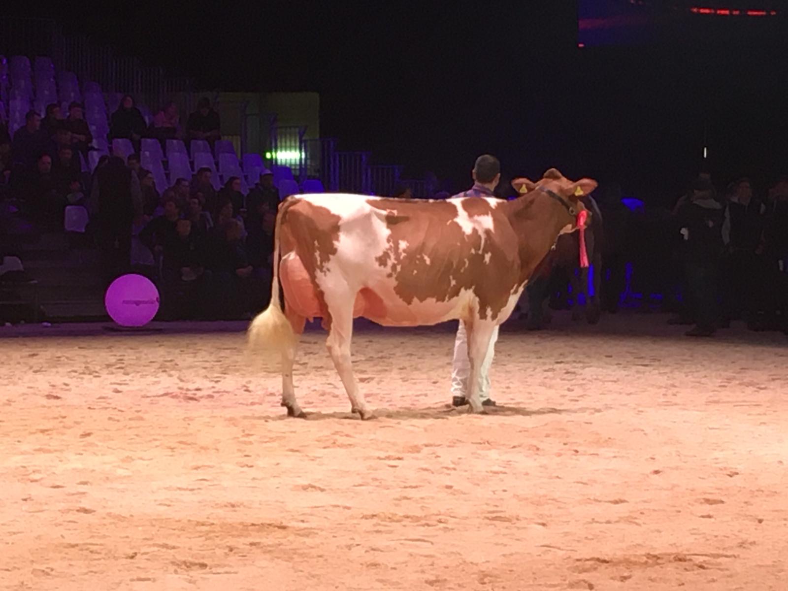 Swiss Expo O'Kalif