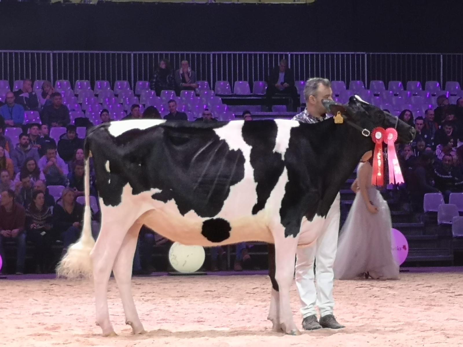 Swiss Expo Solomon