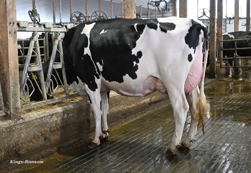 KINGS-RANSOM HAPPN DABBY - DAM