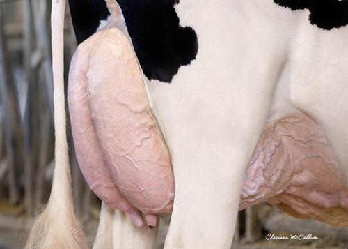 PROGENESIS LARSON KELLEY - DAM