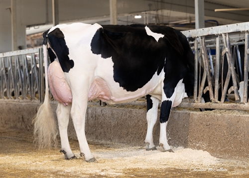 PROGENESIS LARSON KELLEY - DAM