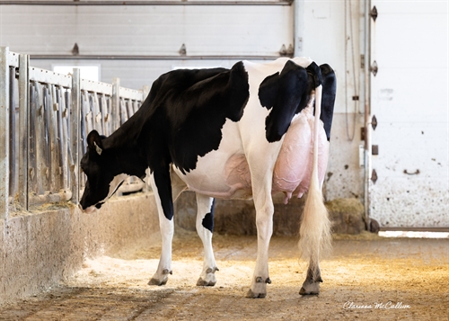 PROGENESIS LARSON KELLEY - DAM