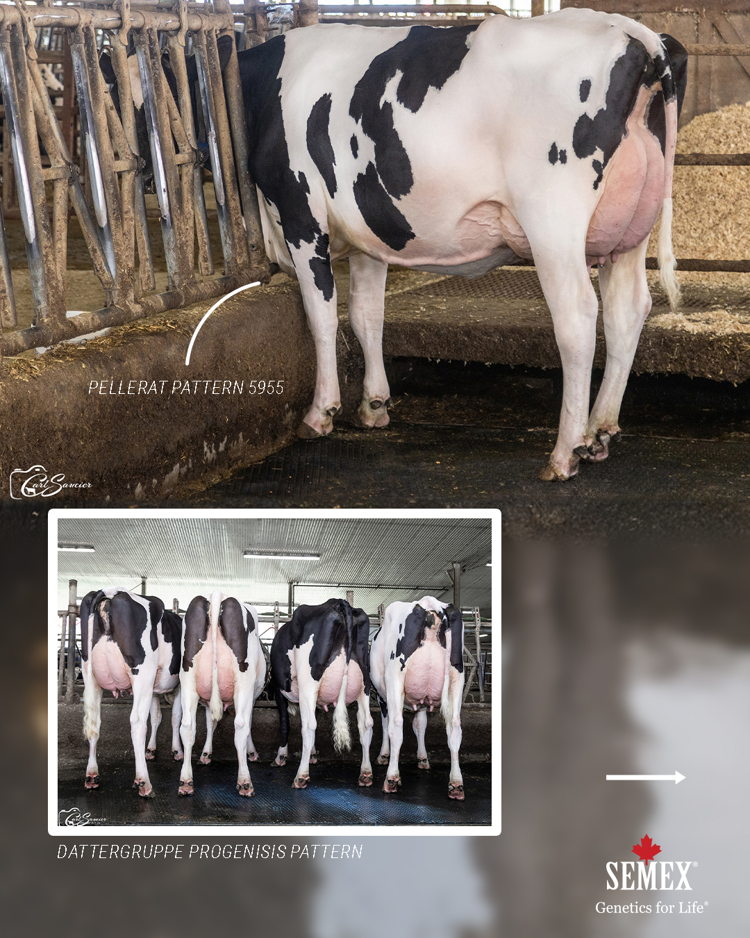 Opdatering Avlsvædi Cracker