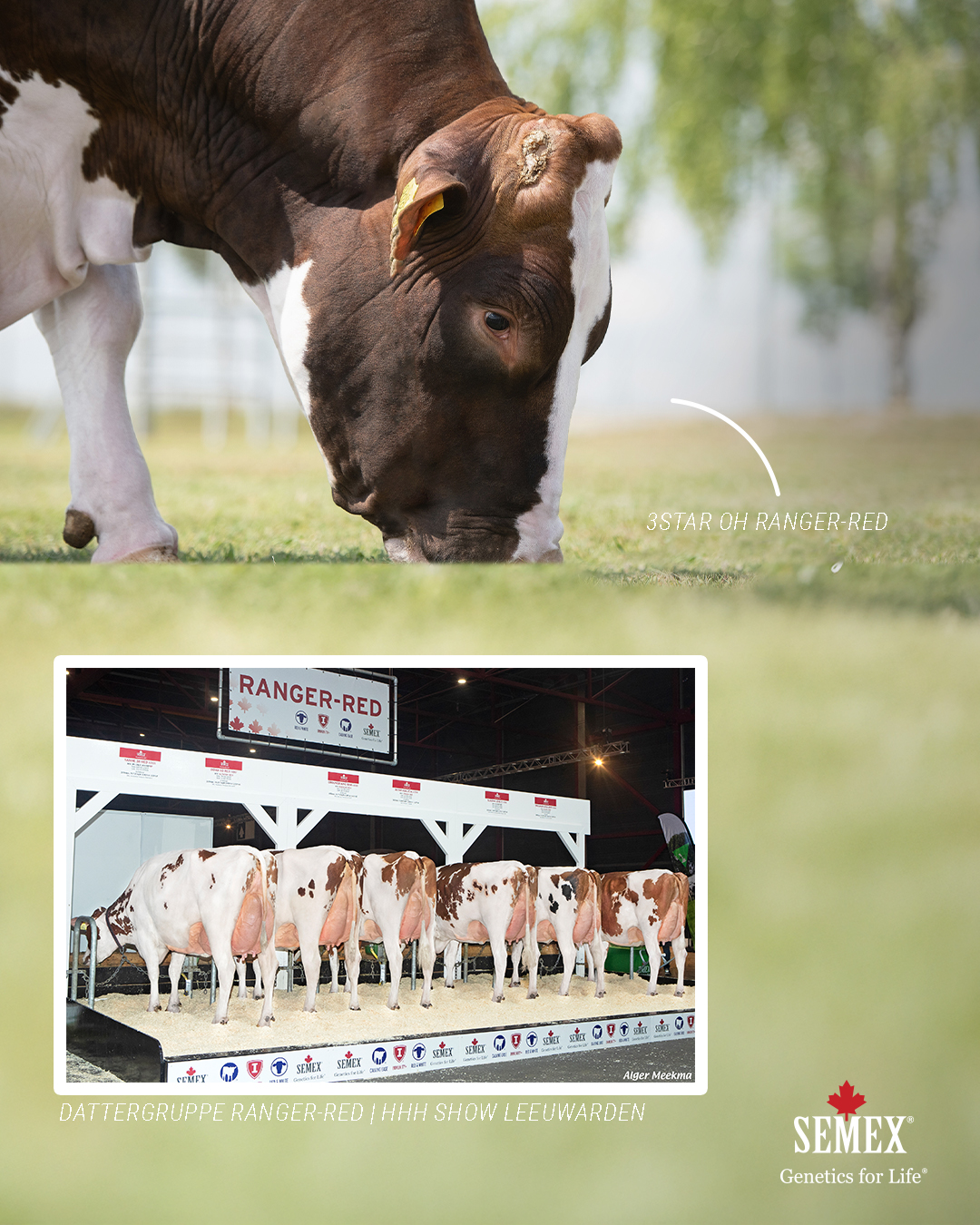 Opdatering Avlsvædi 2025 Cracker