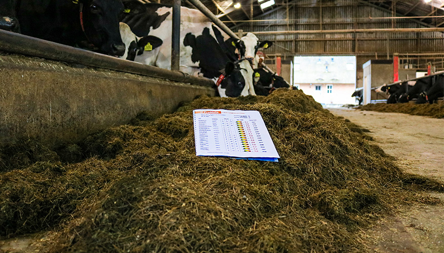Biologische Kaasboerderij Ravenswaard