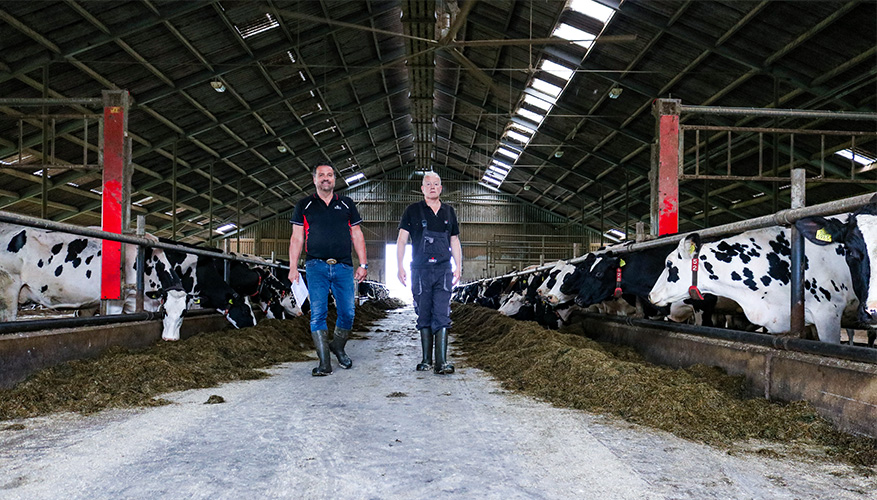 Biologische Kaasboerderij Ravenswaard