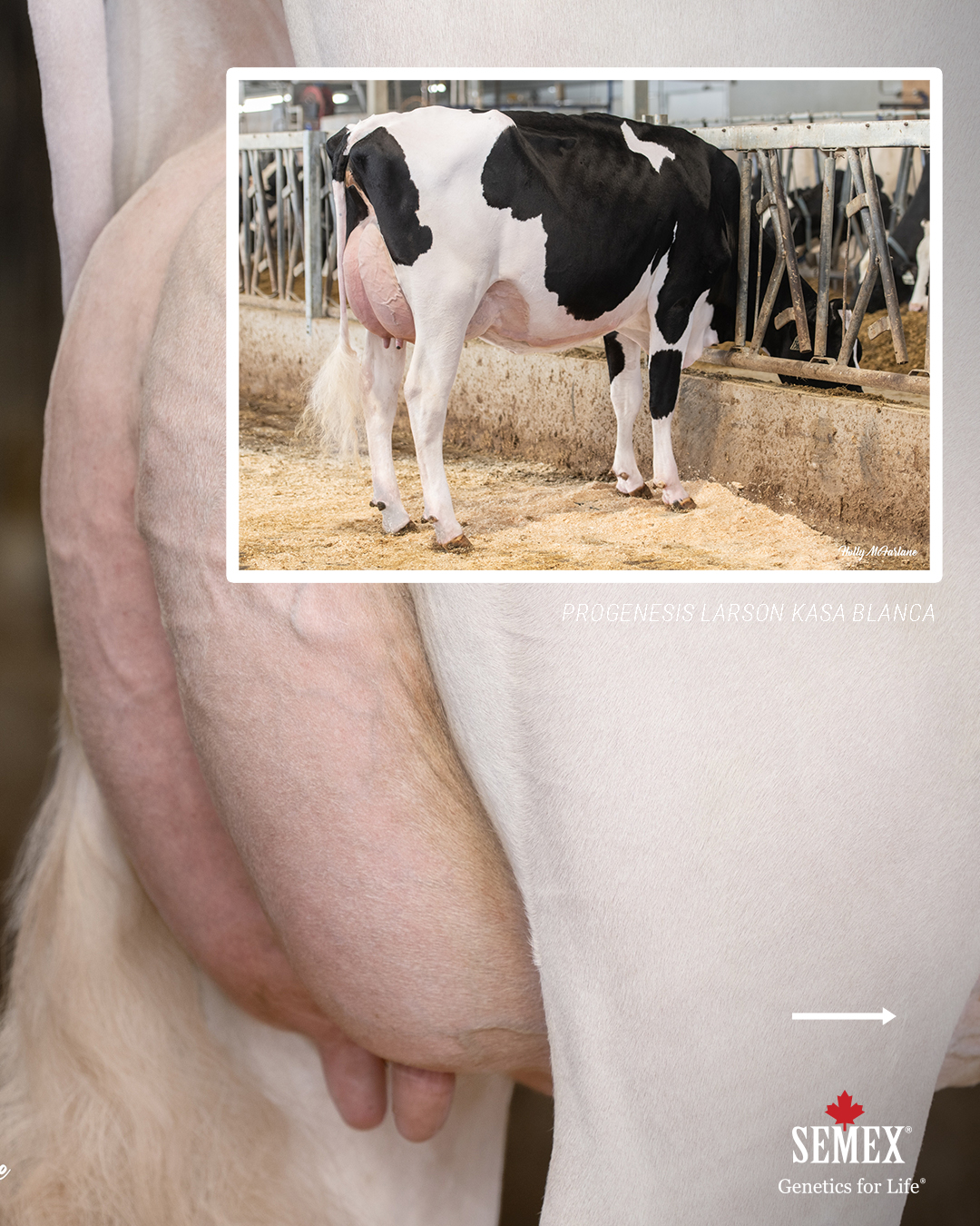 Fokwaarden update December 2025 Cracker