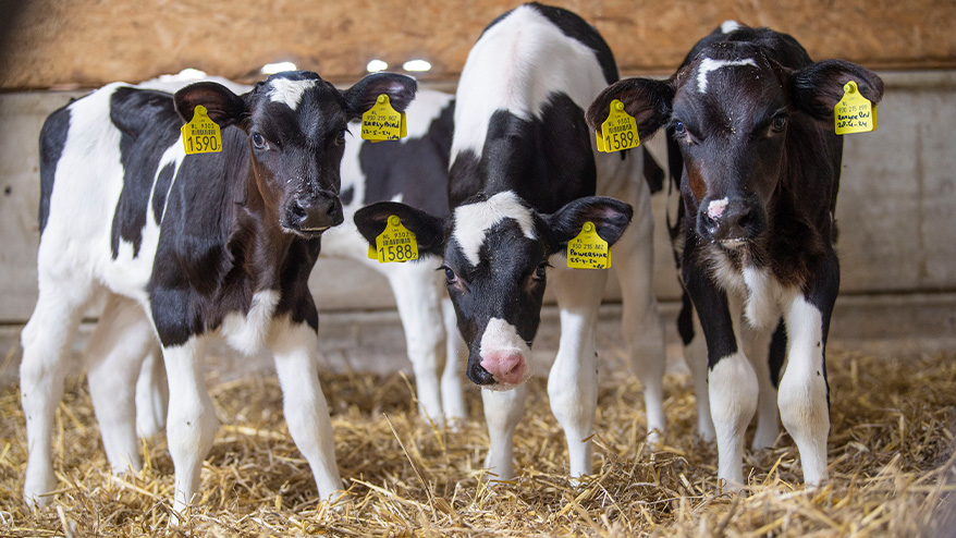 Bles Dairies Farm