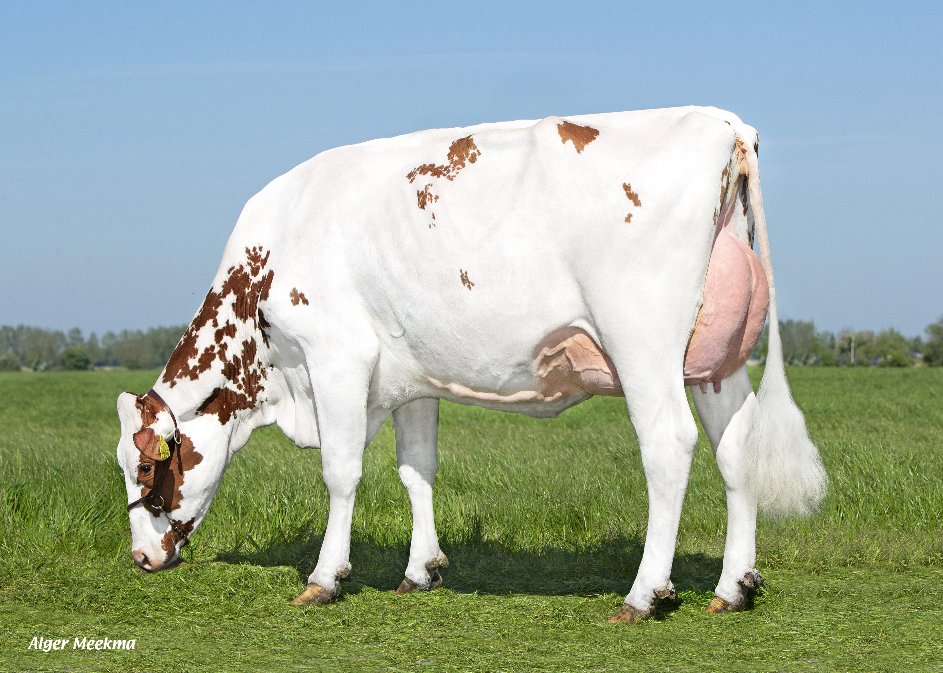 Semex | Nieuws