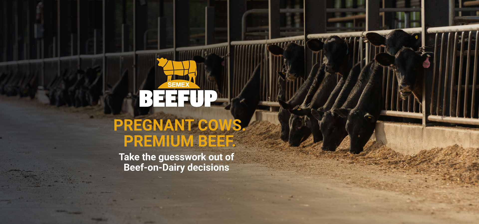 BEEFUP_webbannerENG.jpg