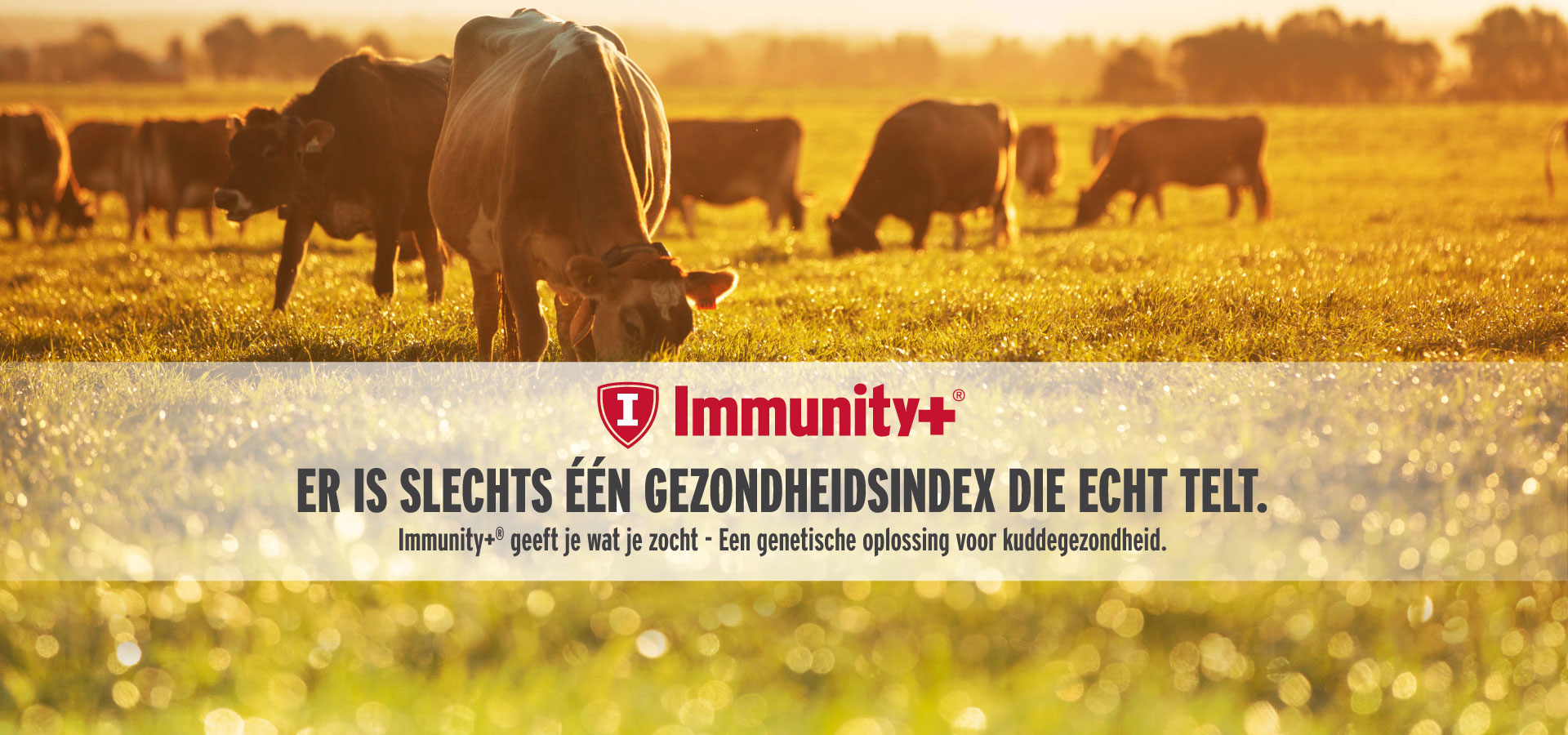 Immunity+-webbanner-NL-2.jpg