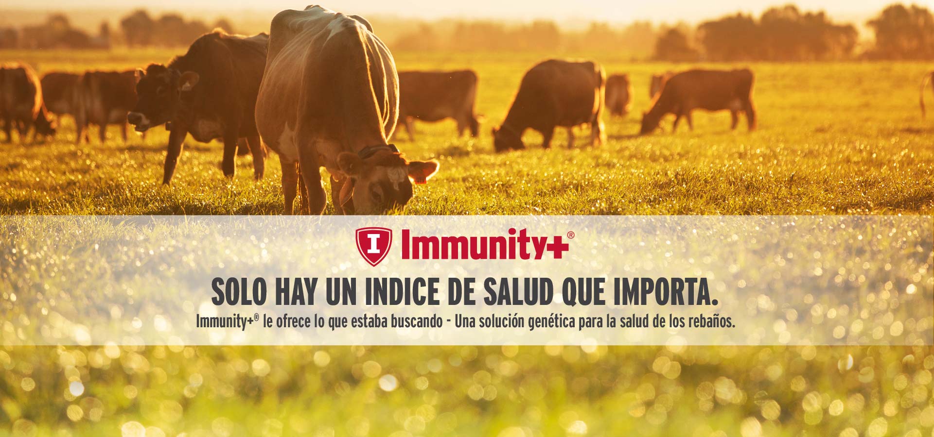 ImmunityWeb_bannersSP-04.jpg