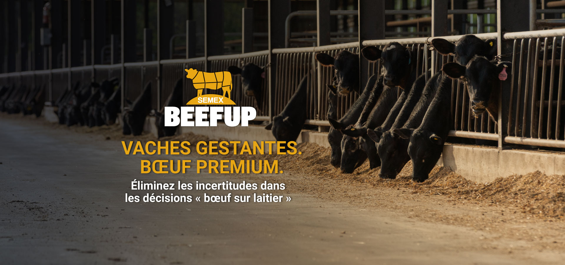 BEEFUP_webbannerFR.jpg