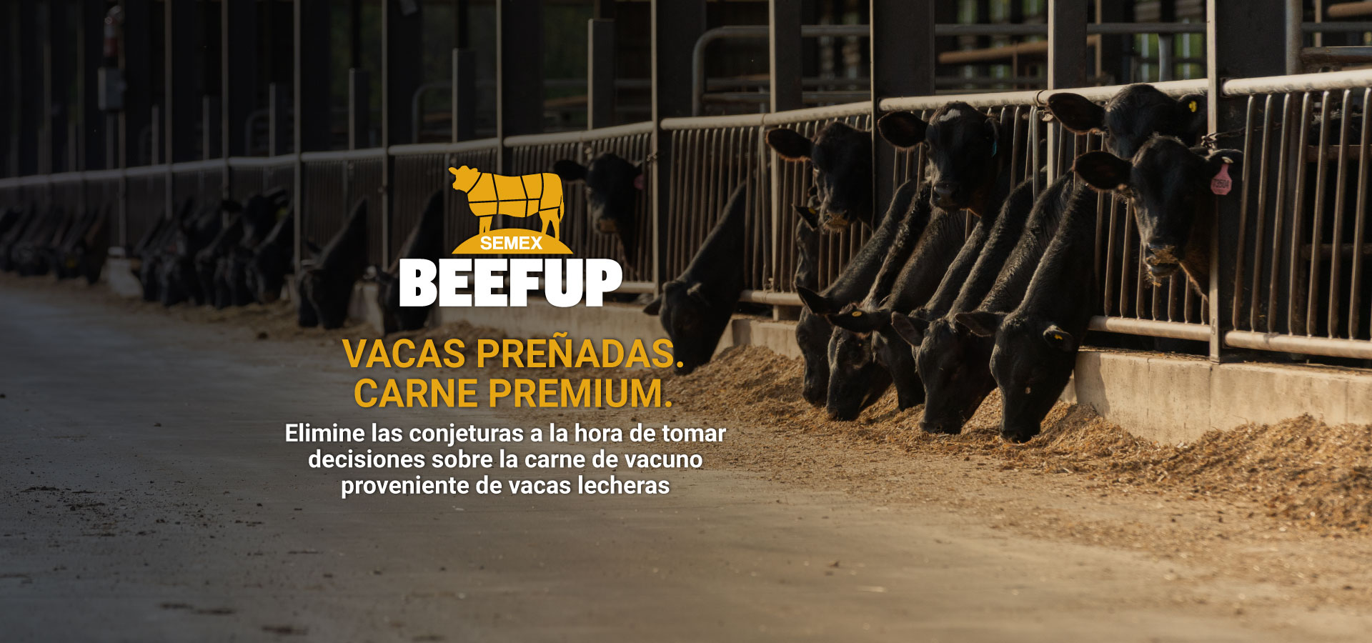 BEEFUP_webbannerSP.jpg